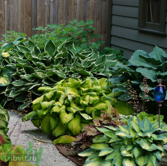 Хоста Стейнд Гласс (Stained Glass) [M] купить с доставкой