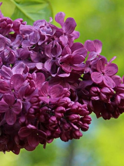 Сирень Маршал Соколовский купить с доставкой