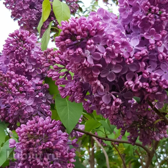 Сирень Маршал Соколовский купить с доставкой Сирень Маршал Соколовский купить с доставкой