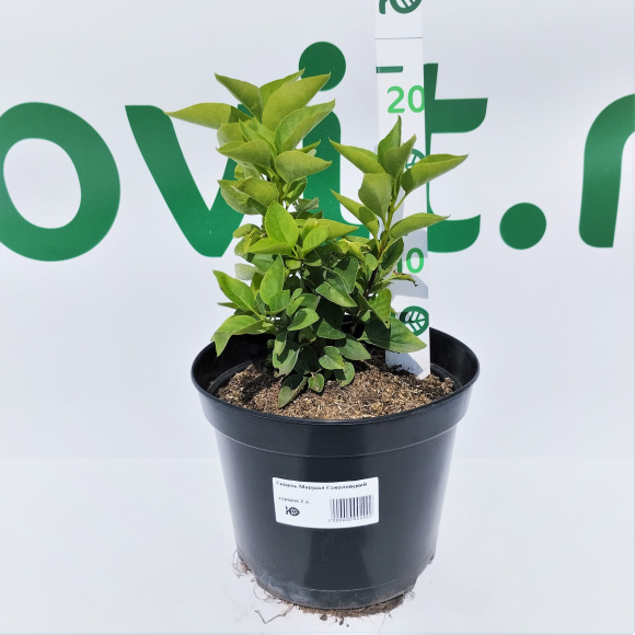 Сирень Маршал Соколовский купить с доставкой Сирень Маршал Соколовский купить с доставкой