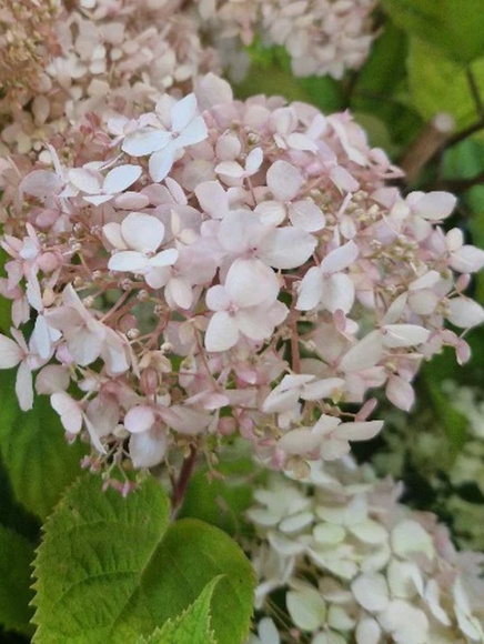 Гортензия Кандибелл Маршмэллоу (Candybelle Marshmallow) древовидная купить с доставкой