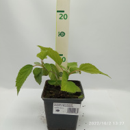 Гортензия Кандибелл Маршмэллоу (Candybelle Marshmallow) древовидная