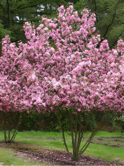 Яблоня Рудольф (Rudolph) купить с доставкой