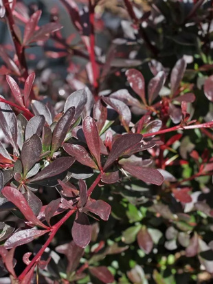 Барбарис Ред Чиф (Red Chief)