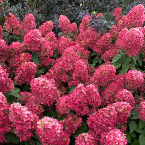 Гортензия Бонфайер (Bonfire) метельчатая купить с доставкой Гортензия Бонфайер (Bonfire) метельчатая купить с доставкой