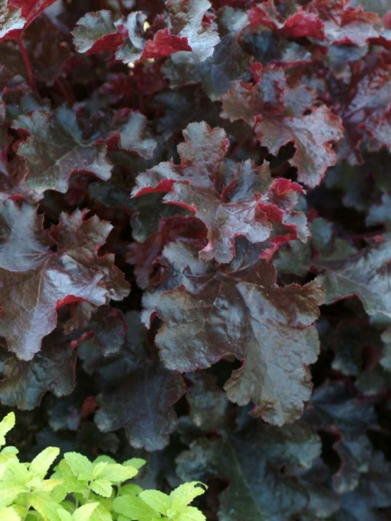 Гейхера Блэк Бьюти (Black Beauty) купить с доставкой