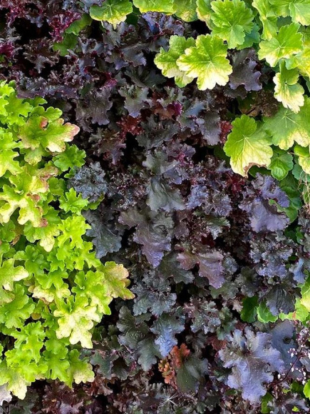 Гейхера Блэк Бьюти (Black Beauty) купить с доставкой