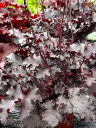 Гейхера Блэк Бьюти (Black Beauty)