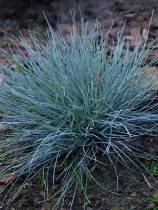 Овсяница Бадди Блю (Buddy Blue) валийская