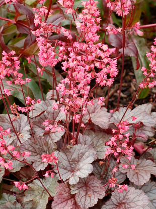 Гейхера Милан (Milan)