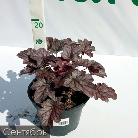 Гейхера Милан (Milan) купить с доставкой