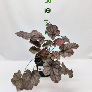 Гейхера Милан (Milan)