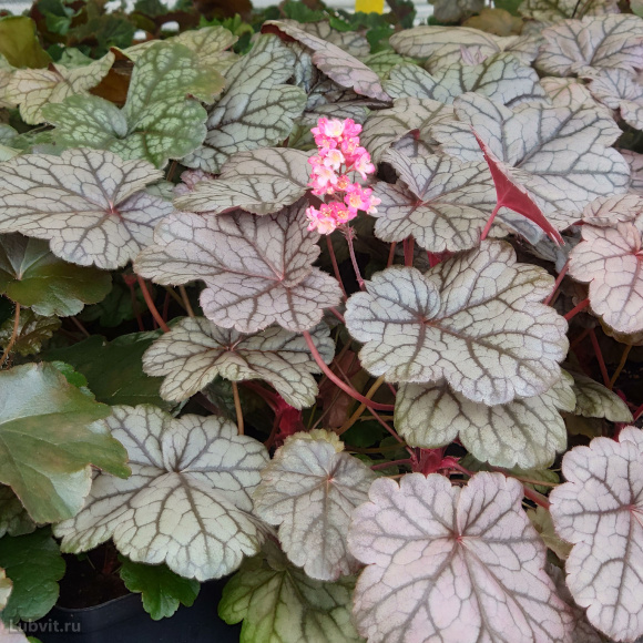 Гейхера Милан (Milan) купить с доставкой