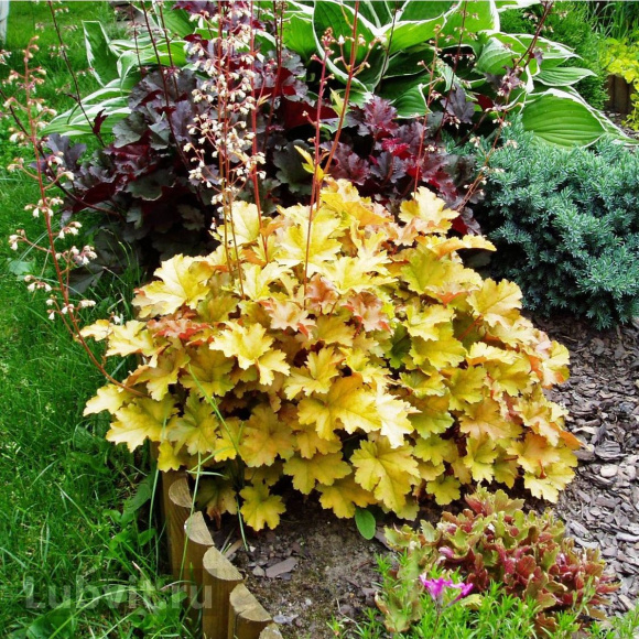 Гейхера Мега Карамель (Mega Caramel) купить с доставкой Гейхера Мега Карамель (Mega Caramel) купить с доставкой