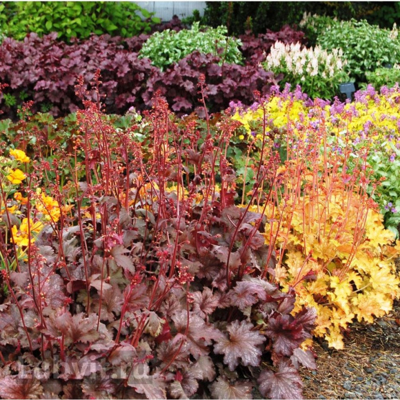 Гейхера Мега Карамель (Mega Caramel) купить с доставкой Гейхера Мега Карамель (Mega Caramel) купить с доставкой