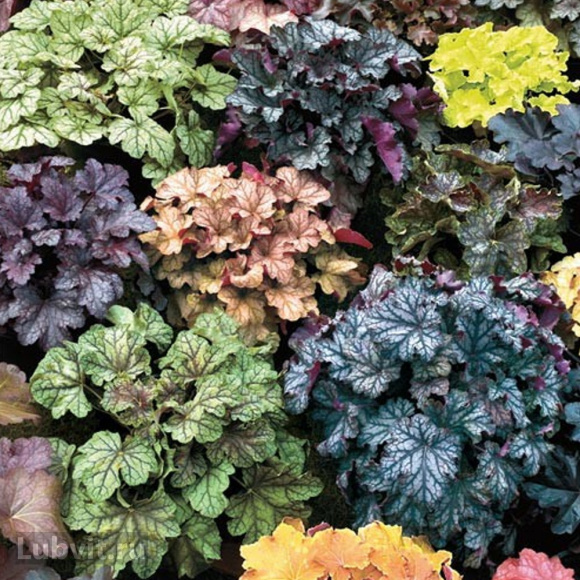 Гейхера Мега Карамель (Mega Caramel) купить с доставкой