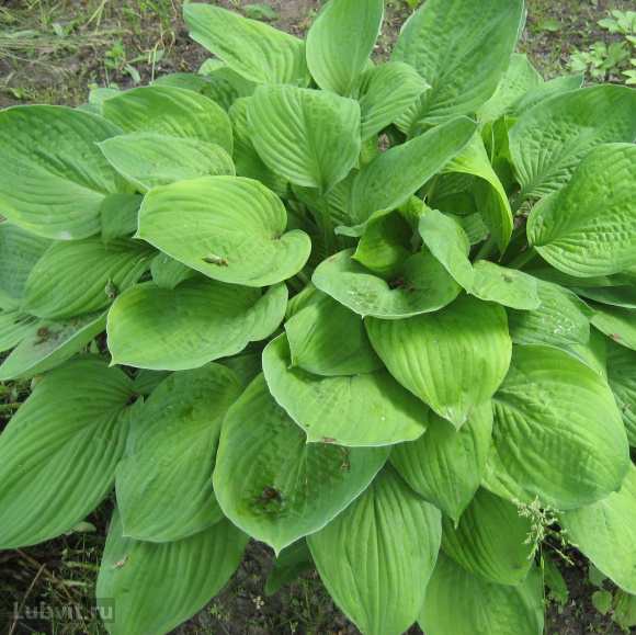 Хоста Венус (Venus) [M] купить с доставкой