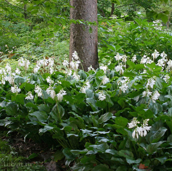 Хоста Венус (Venus) [M] купить с доставкой