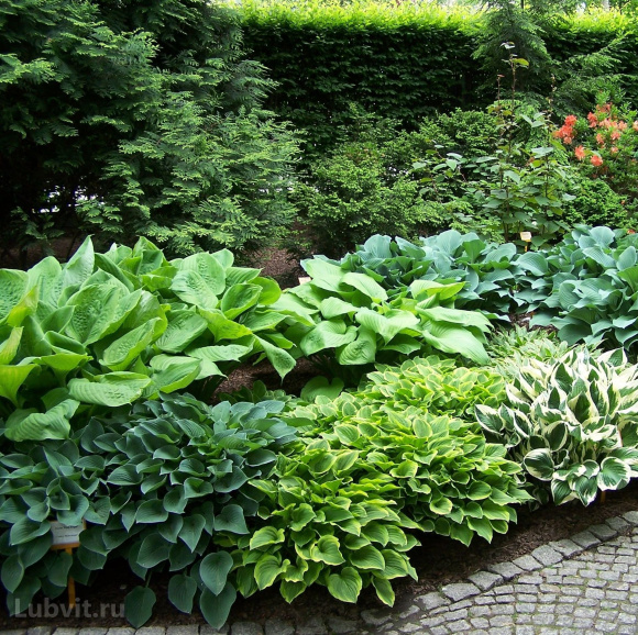 Хоста Венус (Venus) [M] купить с доставкой