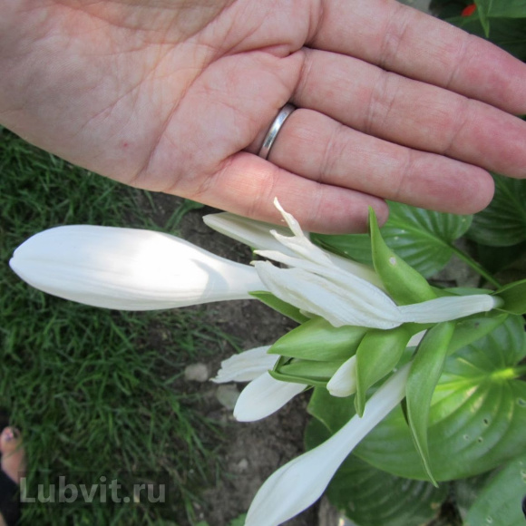 Хоста Венус (Venus) [M] купить с доставкой