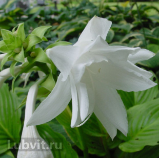 Хоста Венус (Venus) [M]