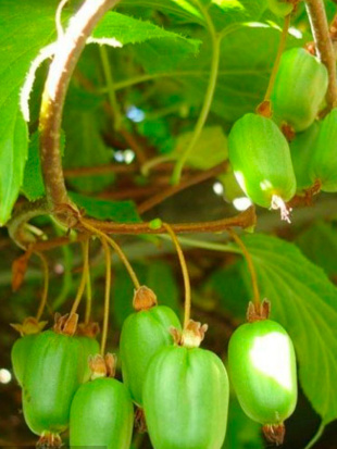 Актинидия Лакомка