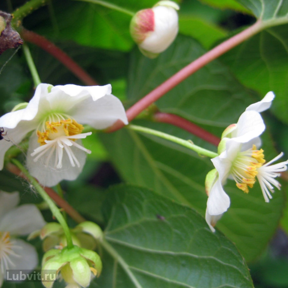 Актинидия Лакомка купить с доставкой Актинидия Лакомка купить с доставкой