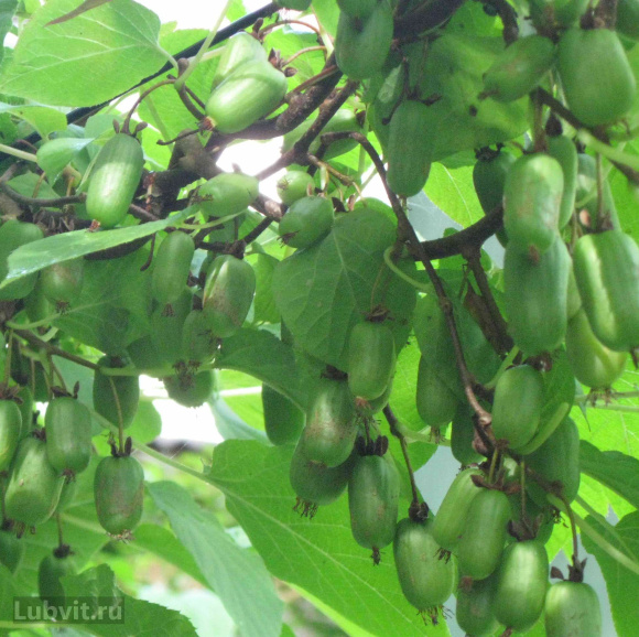 Актинидия Лакомка купить с доставкой Актинидия Лакомка купить с доставкой