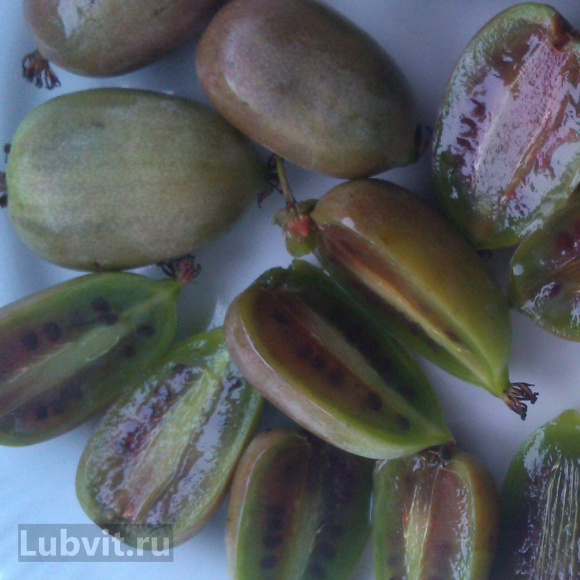 Актинидия Лакомка купить с доставкой Актинидия Лакомка купить с доставкой