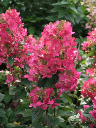 Гортензия Мэджикал Файер (Magical Fire) метельчатая