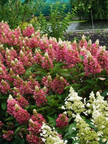 Гортензия Мэджикал Файер (Magical Fire) метельчатая купить с доставкой