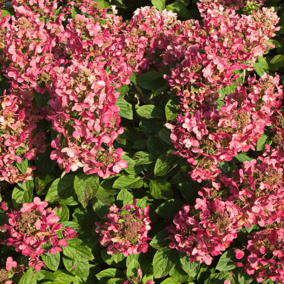 Гортензия Мэджикал Файер (Magical Fire) метельчатая купить с доставкой