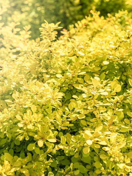 Барбарис Тини Голд (Tiny Gold) купить с доставкой