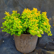 Барбарис Тини Голд (Tiny Gold) Барбарис Тини Голд (Tiny Gold)