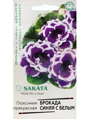 Глоксиния Брокада Синяя с Белым [Гавриш]