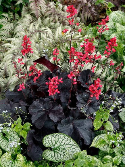 Гейхера Блэк Форест Кейк (Black Forest Cake) купить с доставкой