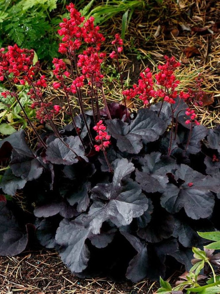 Гейхера Блэк Форест Кейк (Black Forest Cake) купить с доставкой