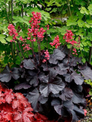 Гейхера Блэк Форест Кейк (Black Forest Cake)