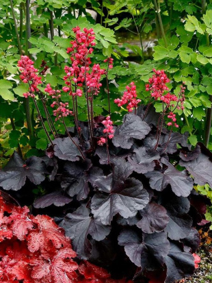Гейхера Блэк Форест Кейк (Black Forest Cake)