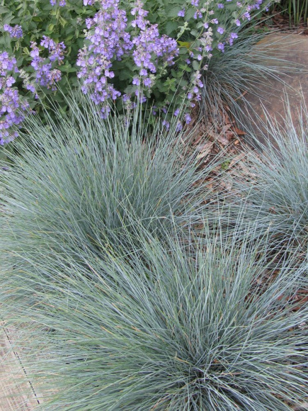 Овсяница Элайджа Блю (Elijah Blue) купить с доставкой