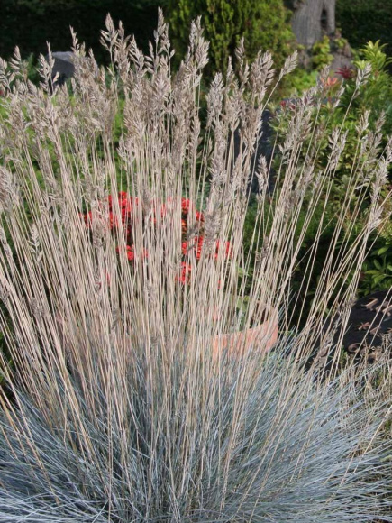 Овсяница Элайджа Блю (Elijah Blue) купить с доставкой