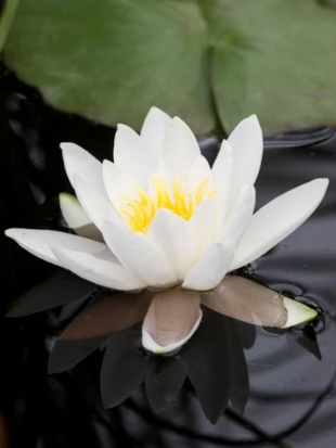 Нимфея Белая