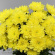 Хризантема садовая Балтика Йеллоу (Baltica Yellow) купить с доставкой