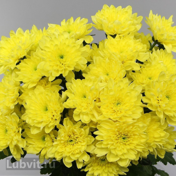 Хризантема садовая Балтика Йеллоу (Baltica Yellow) купить с доставкой