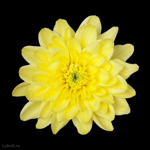 Хризантема садовая Балтика Йеллоу (Baltica Yellow) купить с доставкой Хризантема садовая Балтика Йеллоу (Baltica Yellow) купить с доставкой