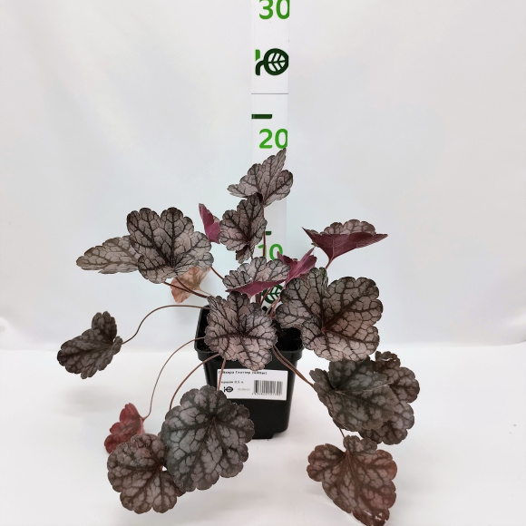 Гейхера Глиттер (Glitter) купить с доставкой Гейхера Глиттер (Glitter) купить с доставкой