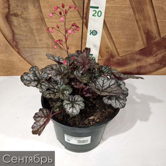 Гейхера Глиттер (Glitter) купить с доставкой Гейхера Глиттер (Glitter) купить с доставкой