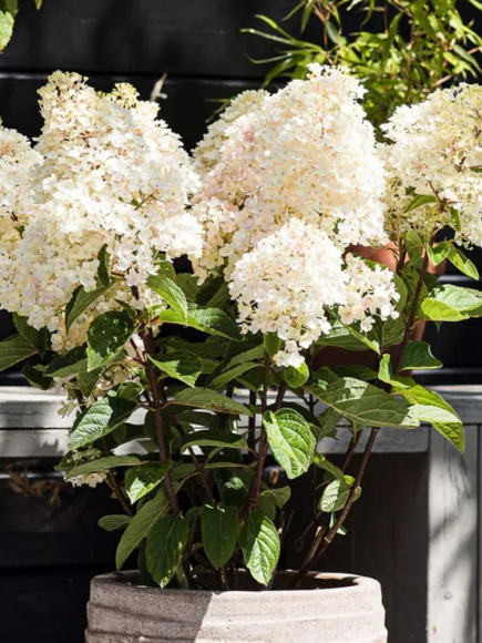 Гортензия Строберри Блоссом (Strawberry Blossom) метельчатая купить с доставкой