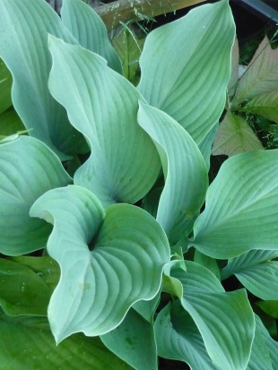 Хоста Кросса Регал (Krossa Regal) [L]