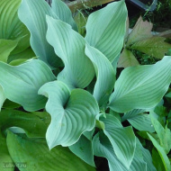 Хоста Кросса Регал (Krossa Regal) [L]